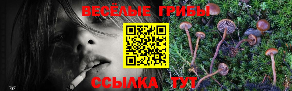 Псилоцибиновые грибы GOLDEN TEACHER Дагестанские Огни